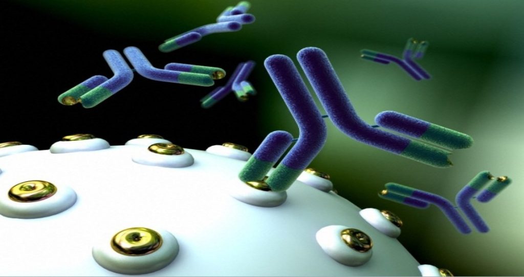 What are monoclonal antibodies?