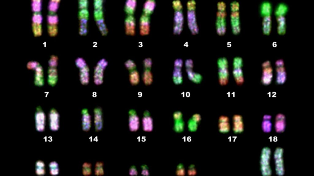 Karyotypes