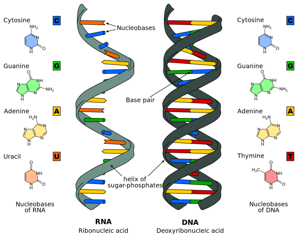 Nucleic acid