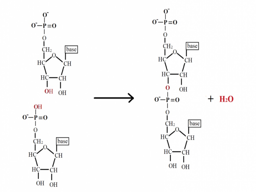 What is a Phosphodiester bond?