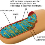 ATP in Living Systems