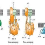 ATP-powered Pumps