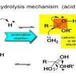 Acid-Catalyzed Ester Hydrolysis