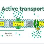 Active Transport