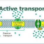 Active Transport