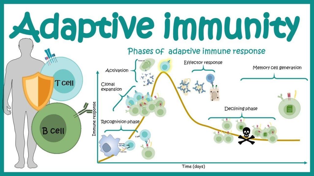 Adaptive Immune Response