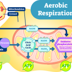 Anaerobic Cellular Respiration