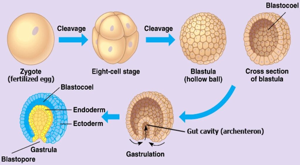 Animal Reproduction and Development