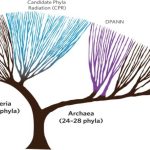 Bacterial Diversity