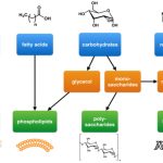 Biological Molecules