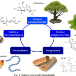 Biopolymer