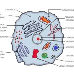 Introduction to Cell Structure and Function