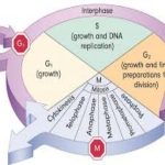 Cancer and the Cell Cycle