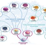Cells of the Immune System