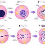 Introduction to the Cellular Basis of Inheritance