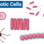 Characteristics of Prokaryotic Cells