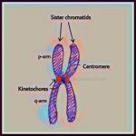 Chromosome Banding