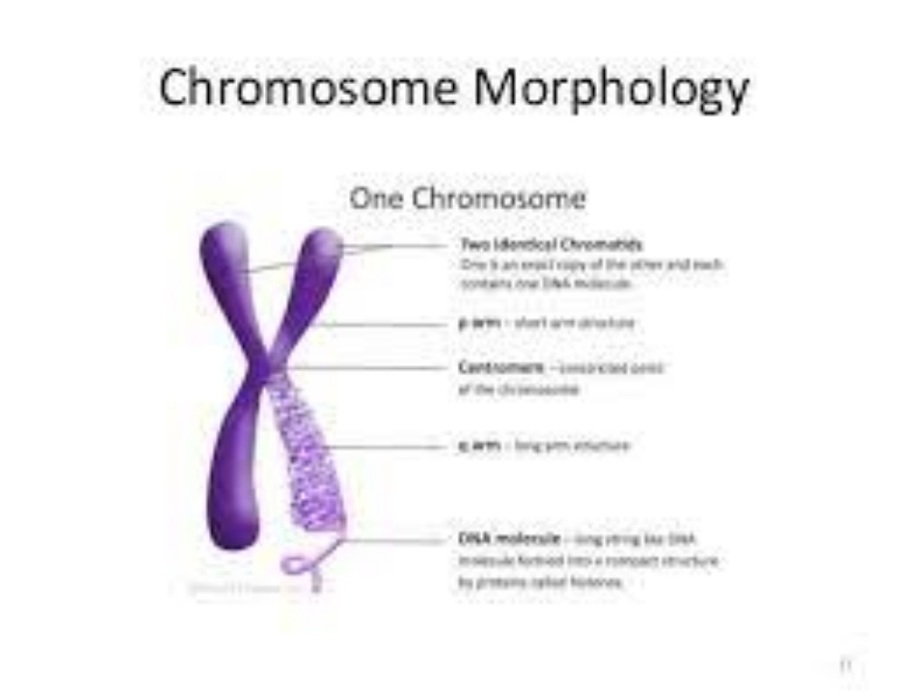 Chromosome Morphology