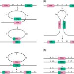 Chromosome Structural Rearrangements