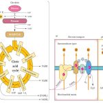 Citric Acid Cycle and Oxidative Phosphorylation