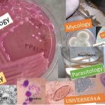 Classification of Microorganisms