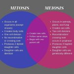 Comparing Meiosis and Mitosis