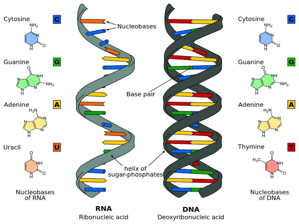 Secondary Structure of DNA and RNA