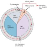 Control of the Cell Cycle