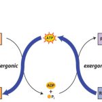 Coupled Reactions