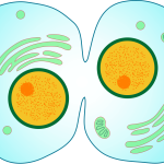 Cytokinesis