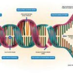 DNA Repair