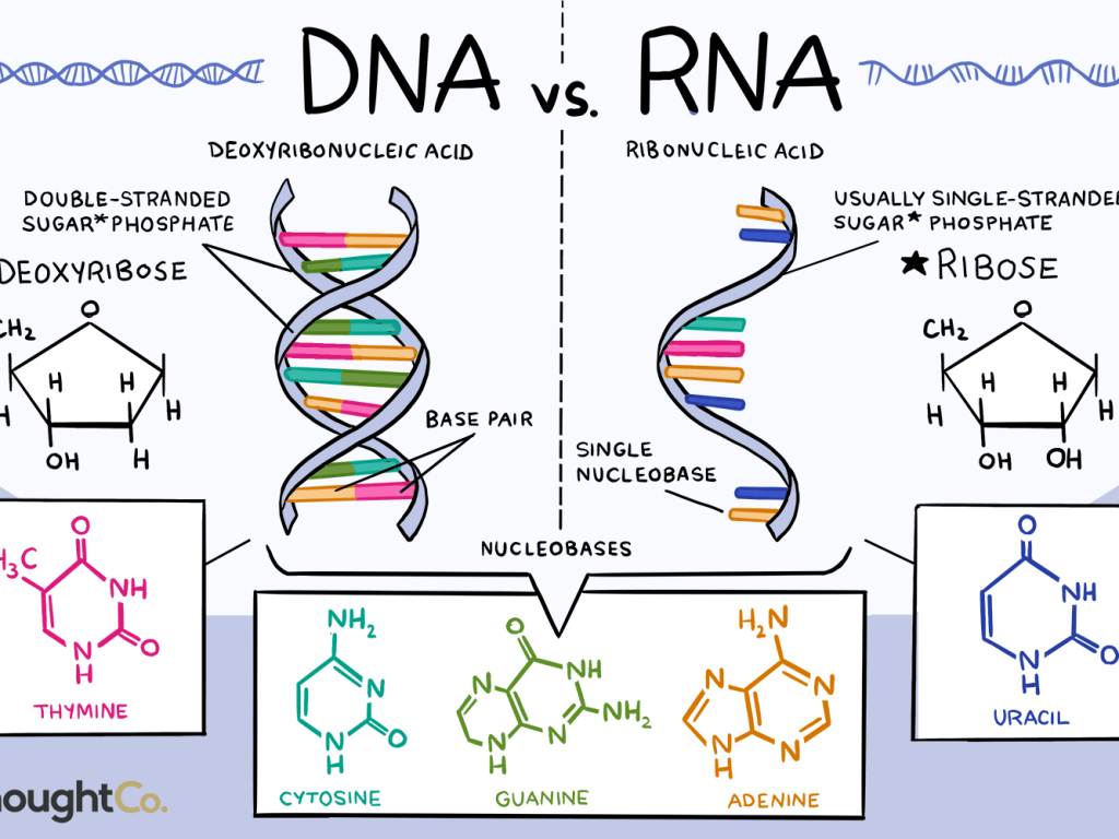 DNA and RNA structure: nucleic acids as genetic material