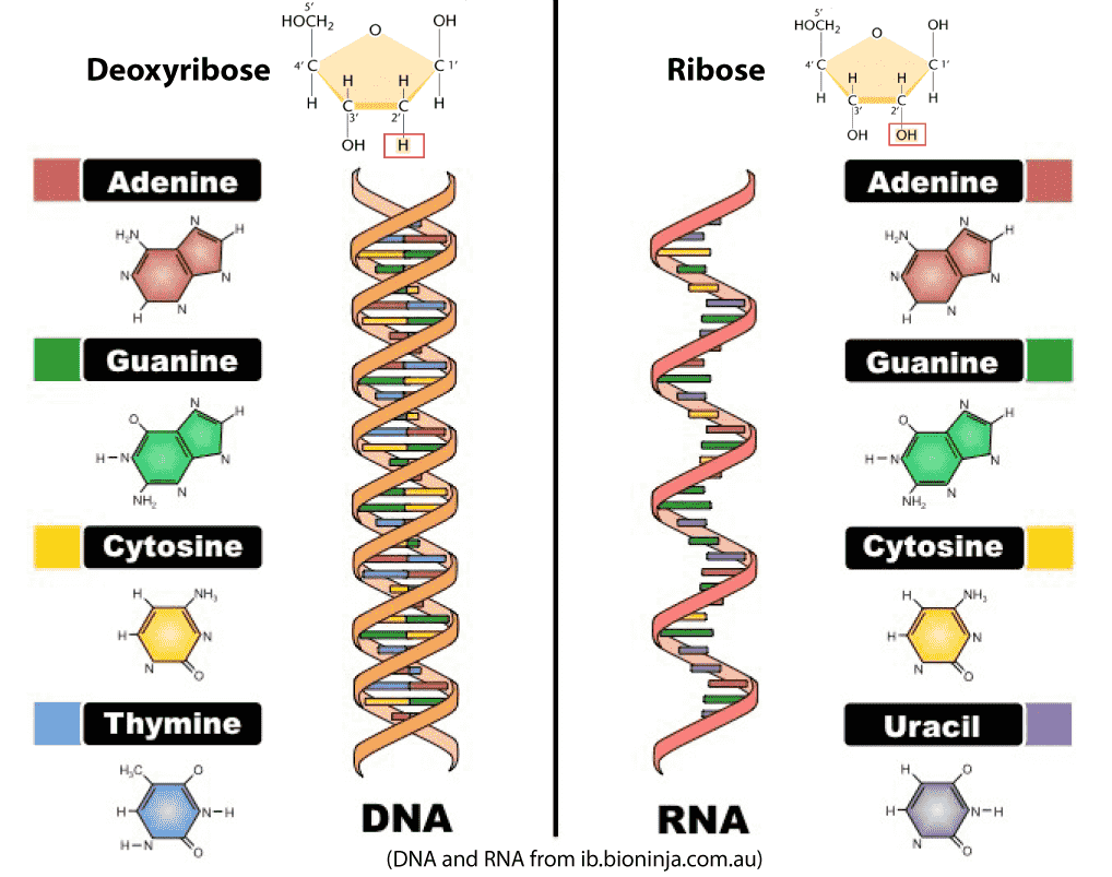 The RNA world