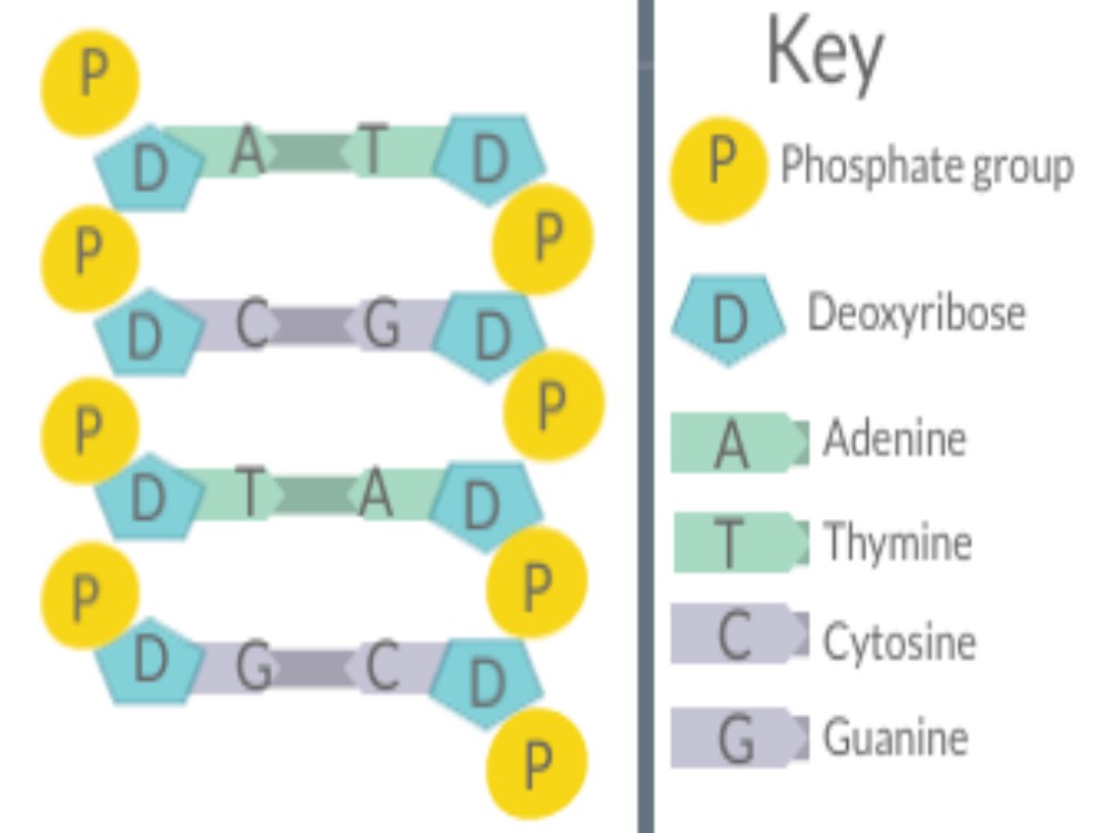 Chargaff’s Rule of Base Pairing