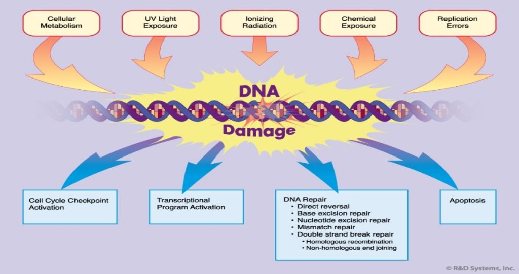 DNA: Damage Types and Repair Mechanisms