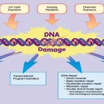 DNA: Damage Types and Repair Mechanisms