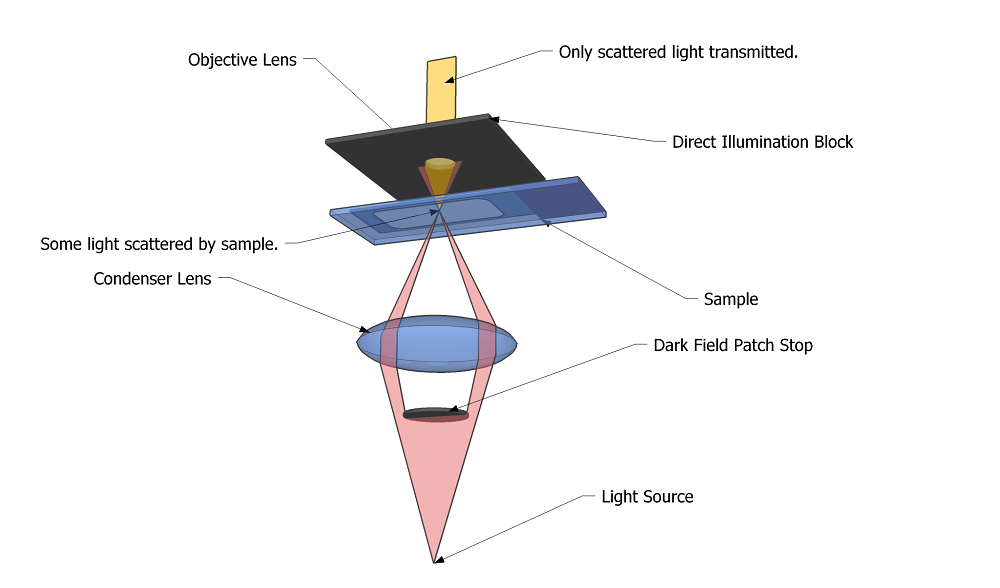 Darkfield Microscopy