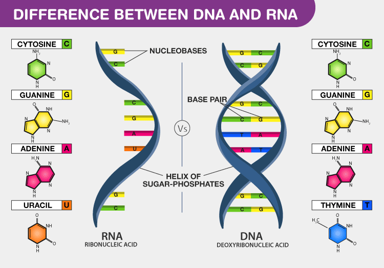 The Differences Between DNA and RNA