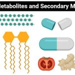 Primary and Secondary Metabolites