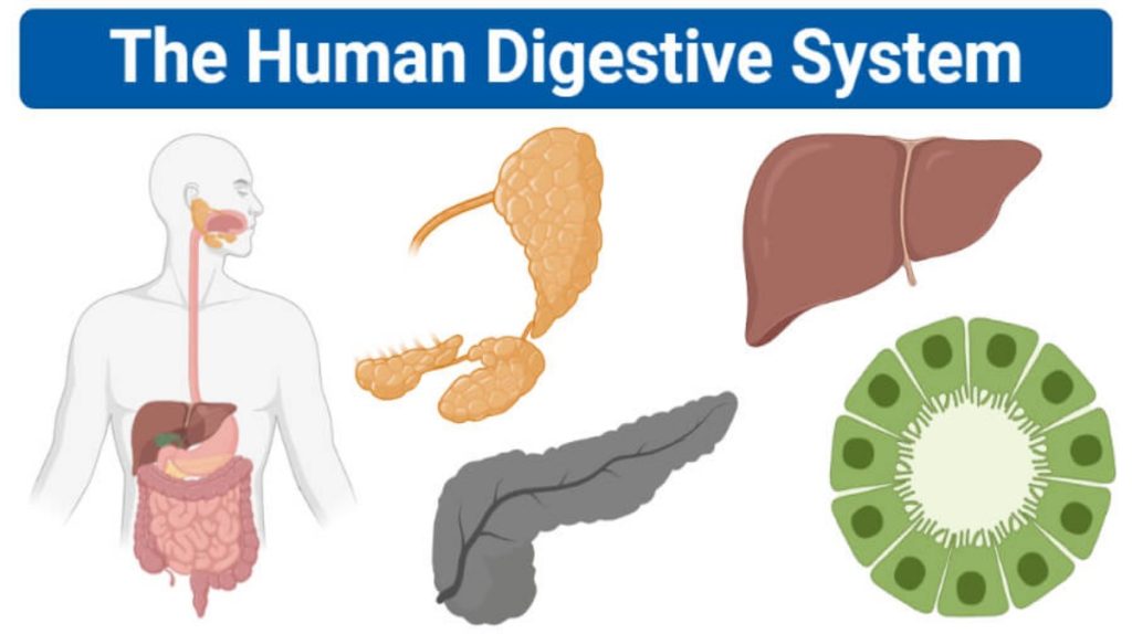 Digestive System Regulation