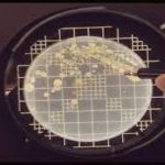 Direct Microscopic Counts