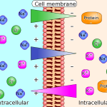 Electrochemical Gradient