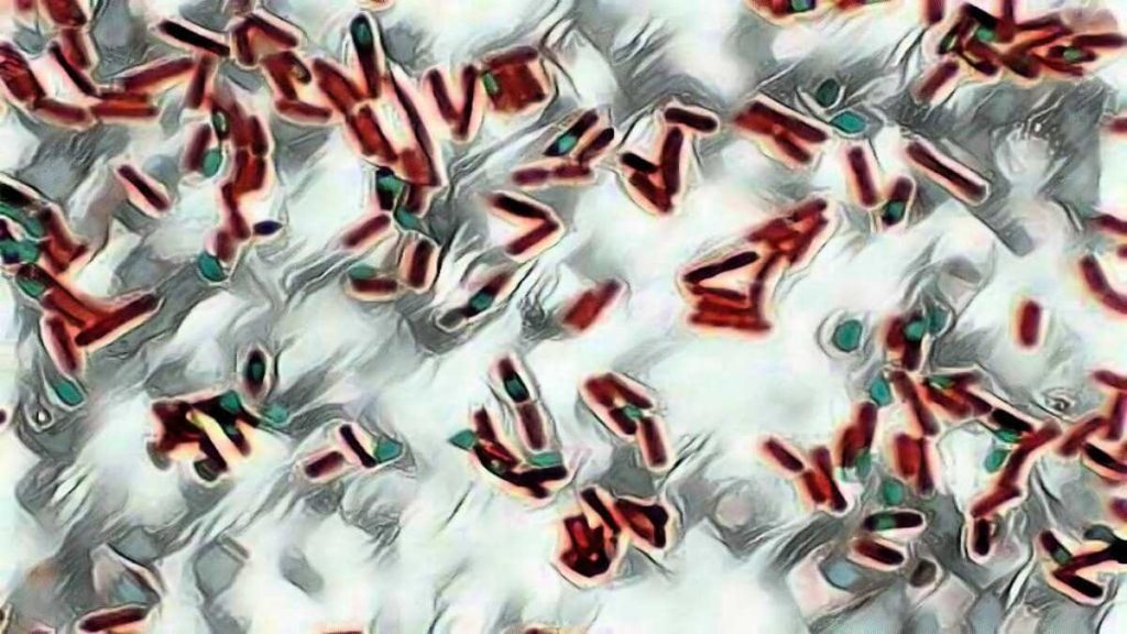 Endospore Staining: Principle, Procedure and Results