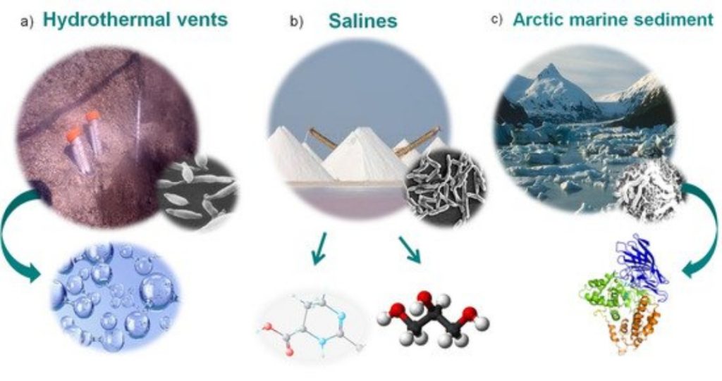 Environmental Diversity of Microbes