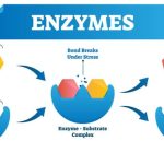 Enzymes