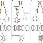 Errors in Meiosis