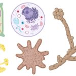 Eukaryotic Cell