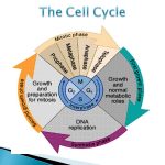 Eukaryotic Cell Cycle