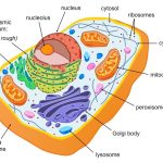 Eukaryotic Cells