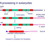 Eukaryotic RNA Processing